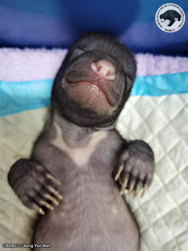 Luna the Sun Bear Cub at one month old