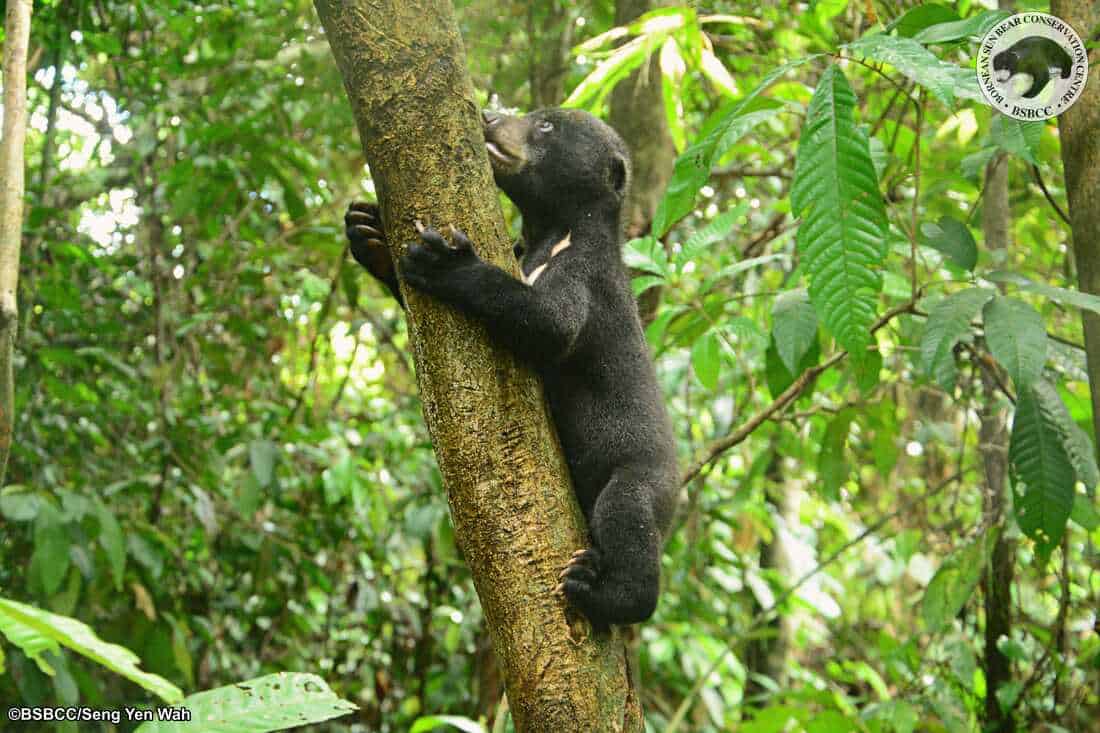 Luna the Sun Bear Cub climbing a tree