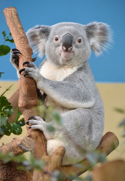 Can The Koala Be Saved