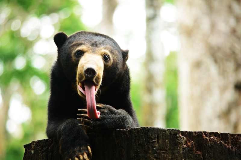 A Sun Bear with it's long tongue out