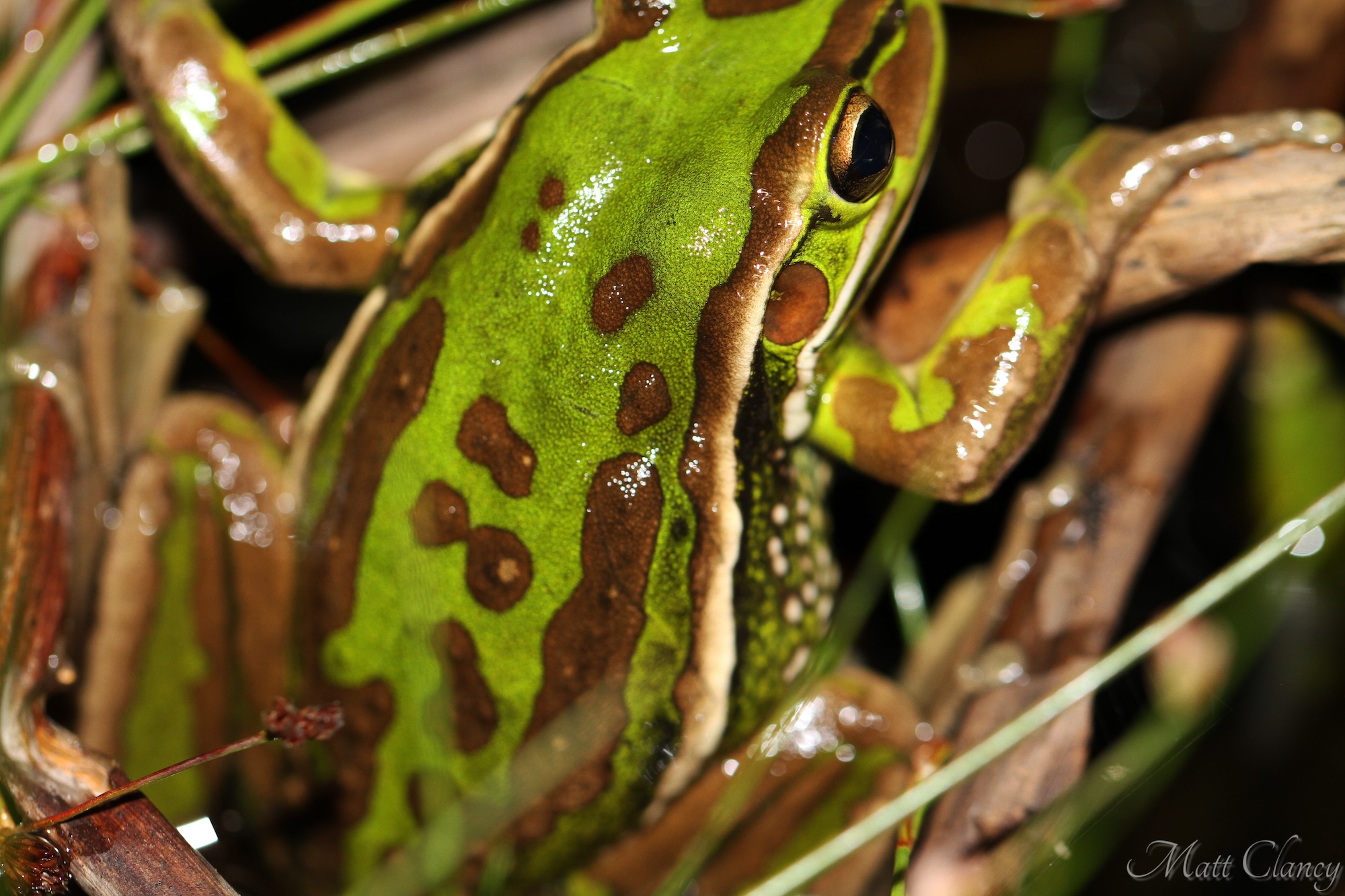 A Green Bell frog Citizen Science