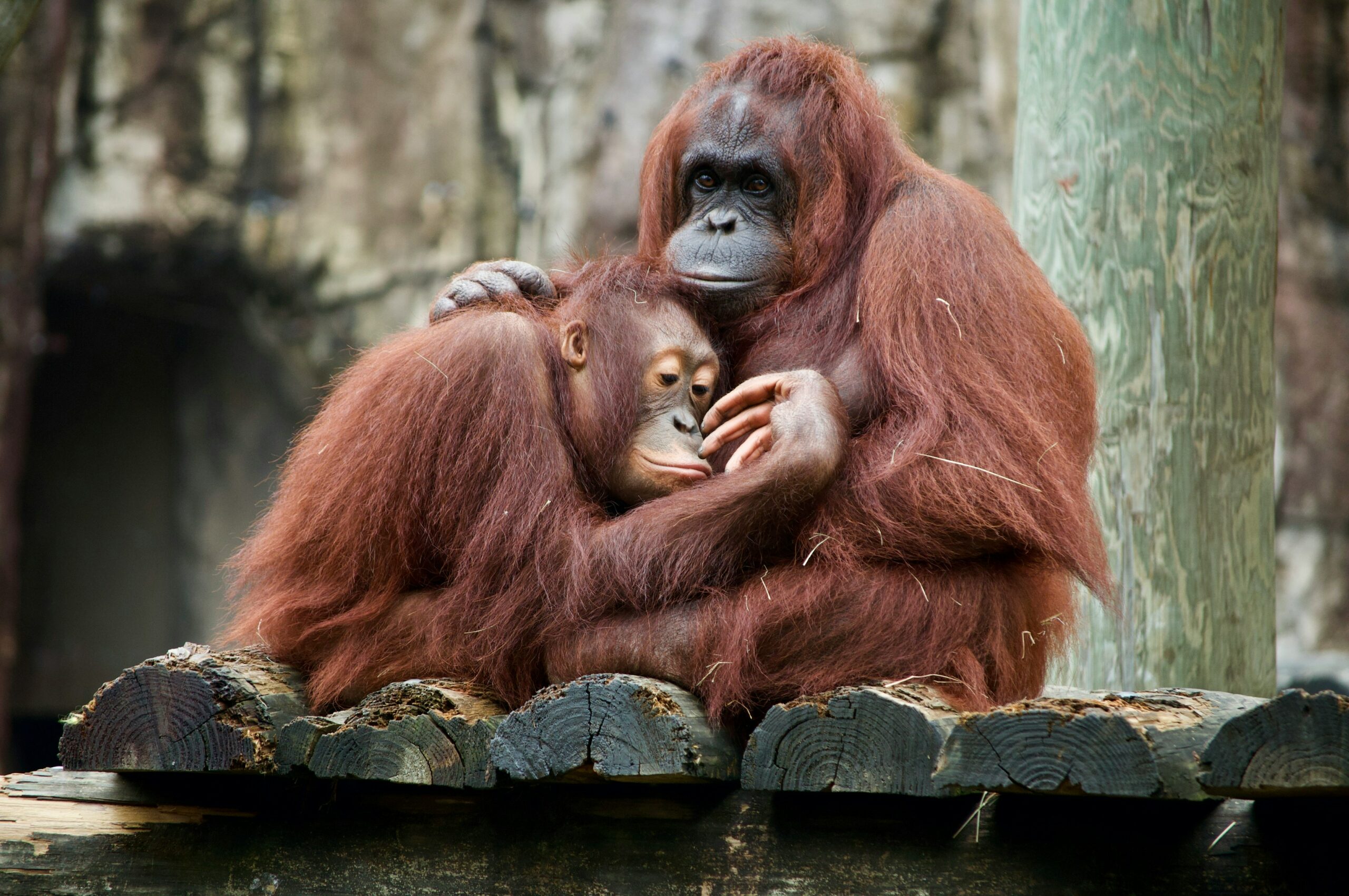 A mother orangutan and her baby cuddling