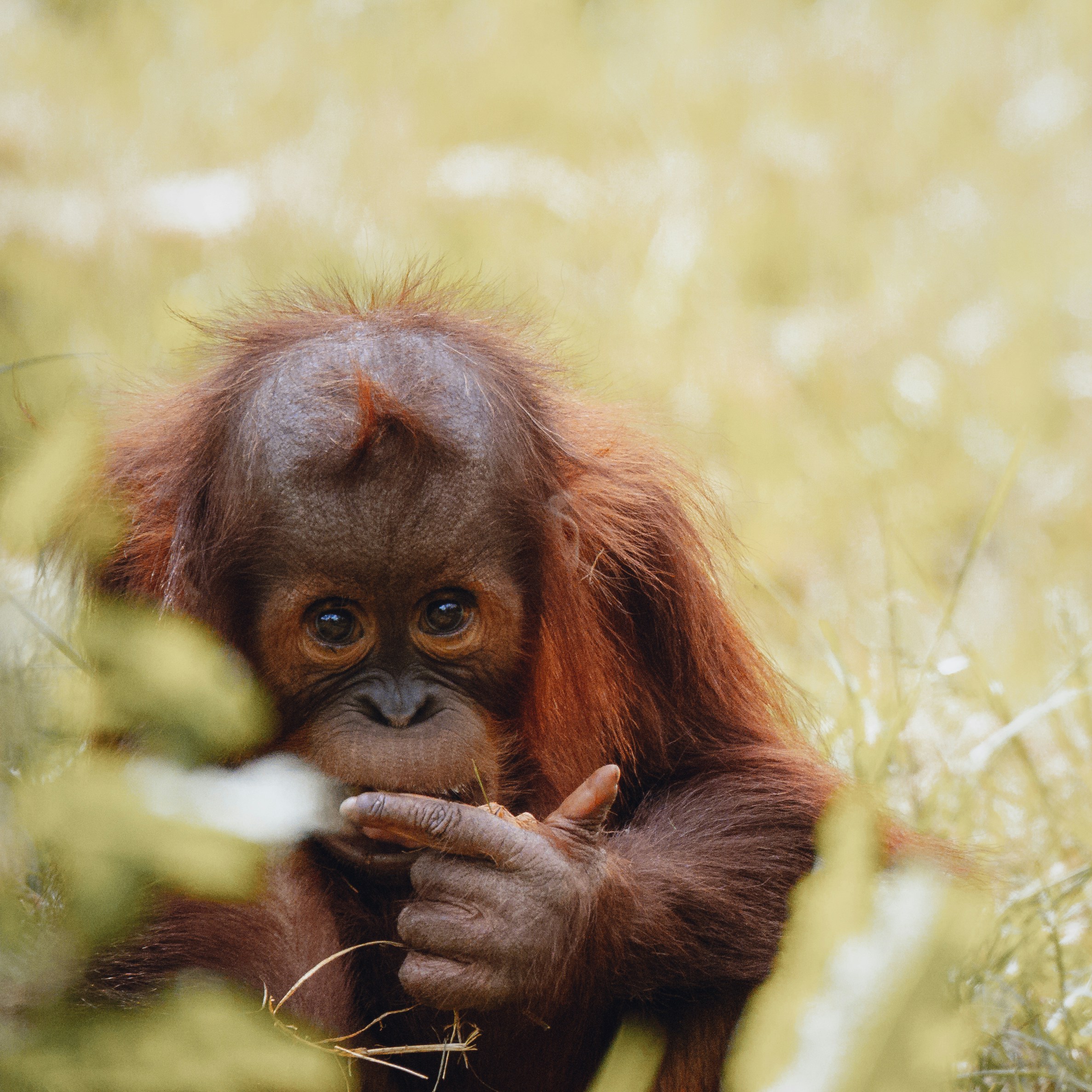 young baby orangutan