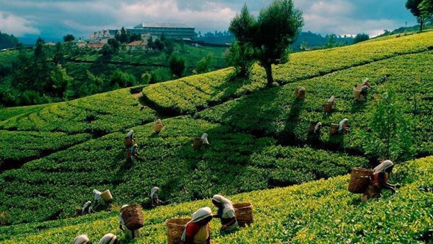 A full day of leisure in Nuwara Eliya