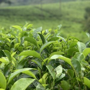 Anyone For Tea The Pekoe Trail