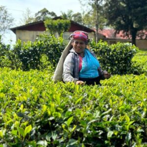 Looking Over The Pekoe Trail Tea