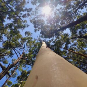 Tall Trees The Pekoe Trail
