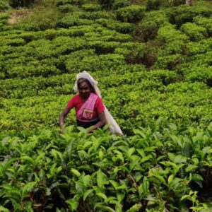 Woman on Tea Plantation The Pekoe Trail