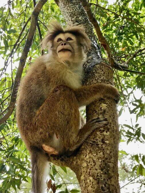 Monkey in Pekoe 2026