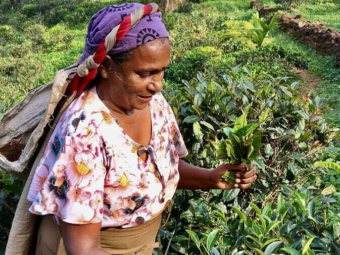 Picking tea on the Pekoe trail