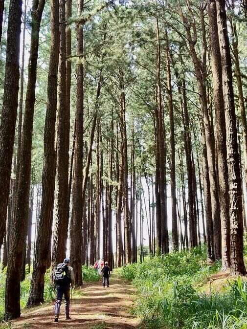 Trees in the Pekoe 2026