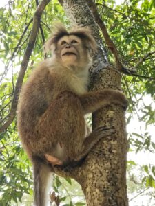 A-welcoming-monkey