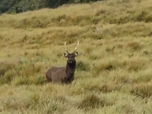 Sambar-Deer