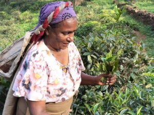 tea-plantation-worker
